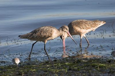 Marbled Godwits