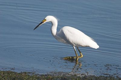 Snowy Egret