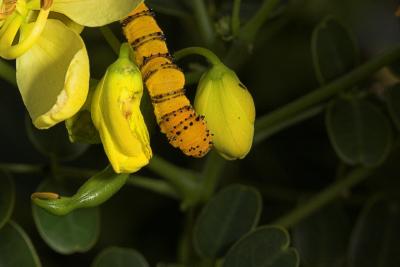 Cloudless Sulphur Butterfly larva on Cassia