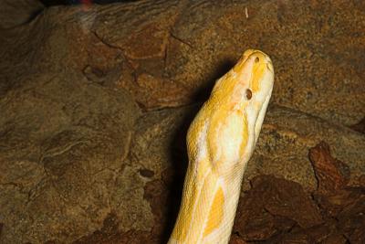 Albino Python