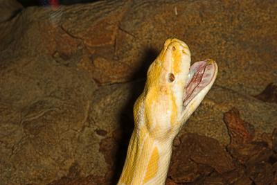 Albino Python -  San Diego Zoo