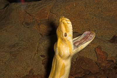 Albino Python -  San Diego Zoo