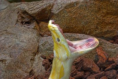 Albino Python -  San Diego Zoo