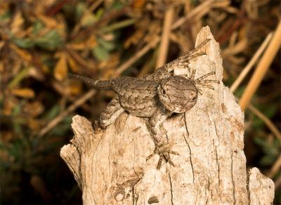 Western Fence Lizard (Sceloporus occidentalis)