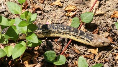 Gopher Snake