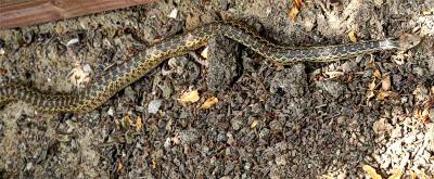 Gopher Snake