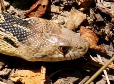 Close up of Gopher Snake