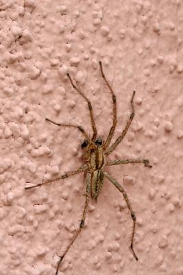 Grass Spider (Agelenopsis aperta)