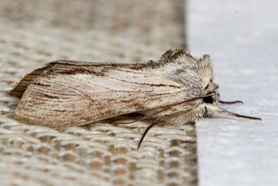 Arched Brown Moth