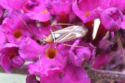 Scarlet Plant Bug (Lopidea marginata)