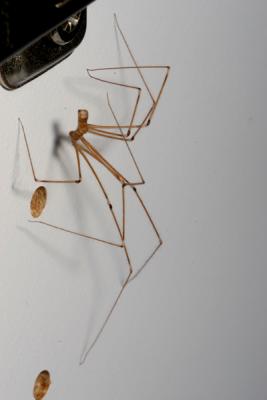 Daddy Long-legs Spider (Pholcus phalangioides)