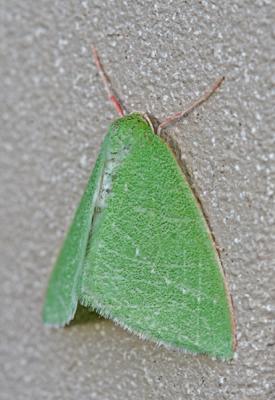 Emerald Moth (<em>Dichorda sp.</em>)