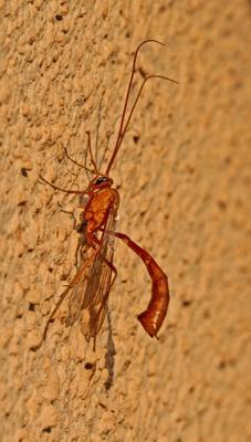 Ichnuemonid Wasp