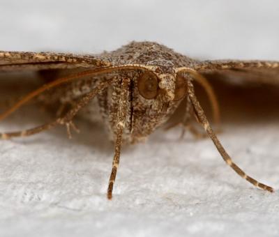 Brown Moth close up