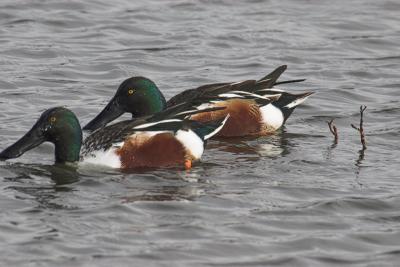 Northern Shovelers Males