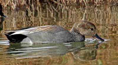 Gadwall