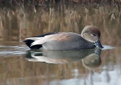 Gadwall