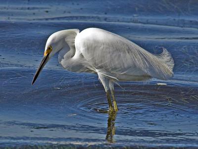 Snowy Egret