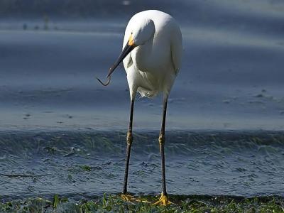 Snowy Egret with pipefish