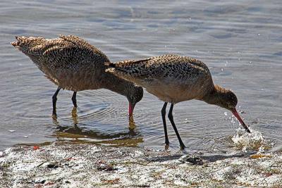 Marbled Godwits feeding