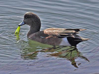 American Wigeon