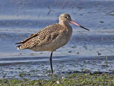 Marbled Godwit
