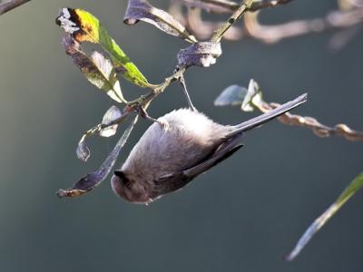 Bushtit on a  Willow (Female)