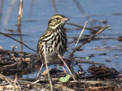 Savannah Sparrow