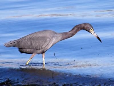 Little Blue Heron