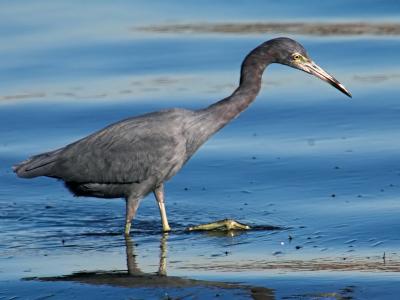 Little Blue Heron