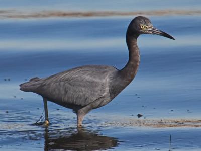 Little Blue Heron