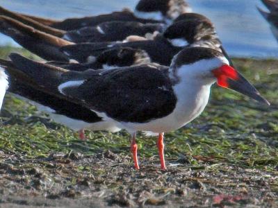 Black Skimmer