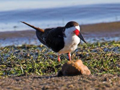 Black Skimmer