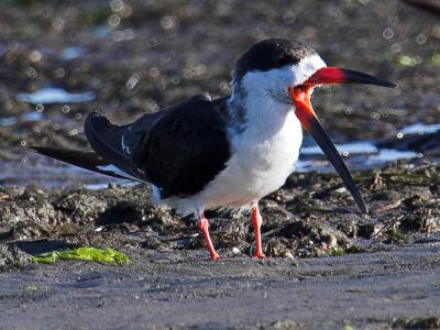 Black Skimmer