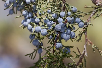 California  Juniper (Juniperus californica)