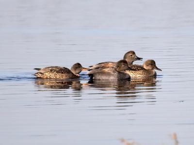 Gadwalls