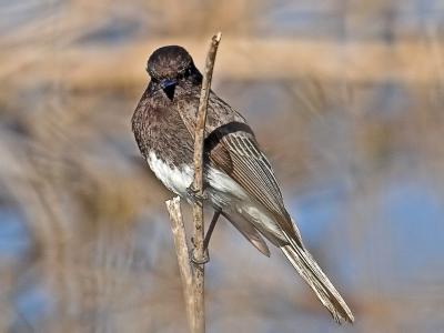 Black Phoebe
