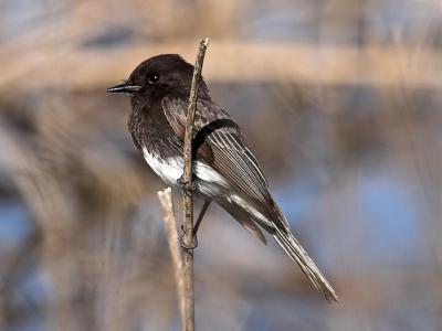 Black Phoebe