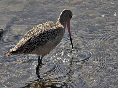 Marbled  Godwit
