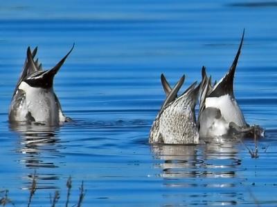 Pintails tipping up