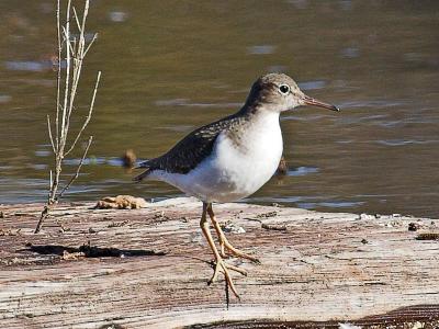 Spotted Sandpiper