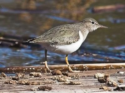 Spotted Sandpiper