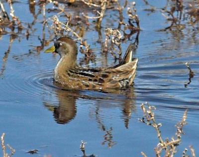 Sora Rail