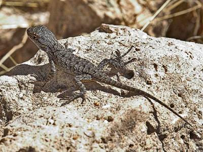 Western Fence Lizard (Sceloporus occidentalis)