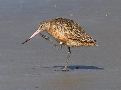 Marbled  Godwit