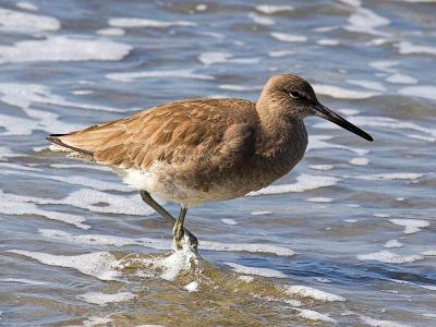 Willet