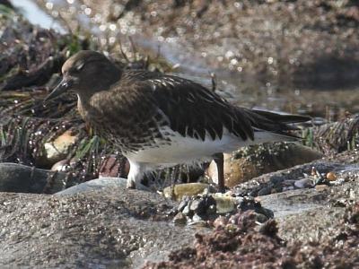 Black Turnstone