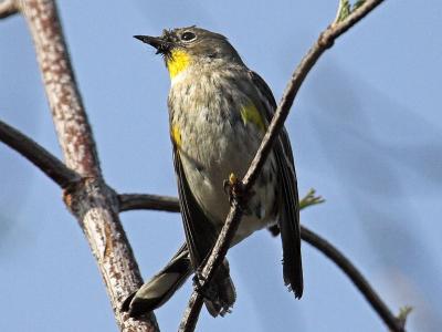 Yellow-rumped Warbler Audobon's Warbler