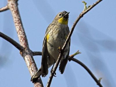 Yellow-rumped Warbler Audobon's Warbler