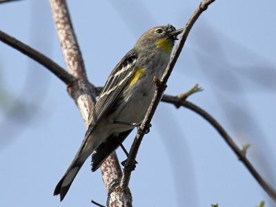 Yellow-rumped Warbler Audobon's Warbler